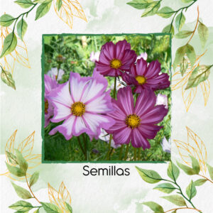 Semillas Orgánicas De Flor Cosmos Picotee