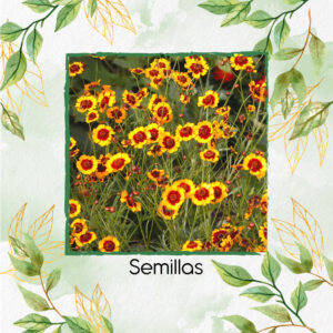 Semillas Orgánicas De Flor Coreopsis De Las Llanuras