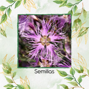 Semillas Orgánicas De Flor Dianthus Real