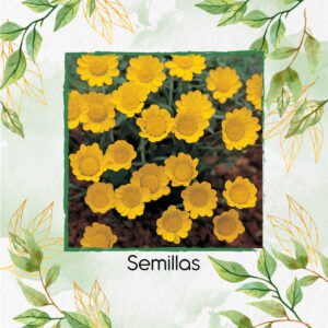 Semillas Orgánicas De Flor Margarita Trepadora Amarilla