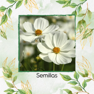Semillas Orgánicas De Flor Cosmos Blanco Pureza