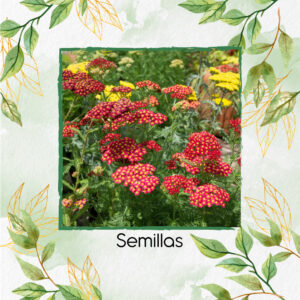 Semillas Orgánicas De Flor Achillea Milenrama Roja