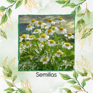 Semillas Orgánicas De Manzanilla Romana