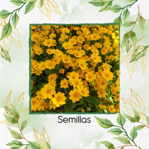 Semillas Orgánicas De Flor Coreopsis de Arena