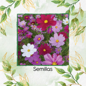 Semillas Orgánicas De Flor Cosmos Altos Sensation Mezcla