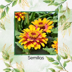 Semillas Orgánicas De Flor Zinnia Sombrero