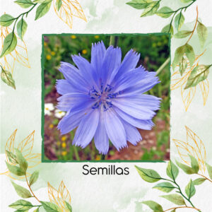 Semillas Orgánicas De Flor Achicoria