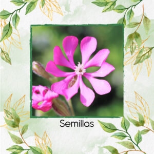 Semillas Orgánicas De Flor Péndula Atrapamoscas