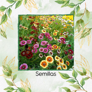 Semillas Orgánicas De Flor Margarita Pintada