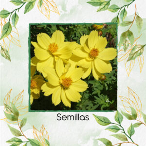 Semillas Orgánicas De Flor Cosmos Limón