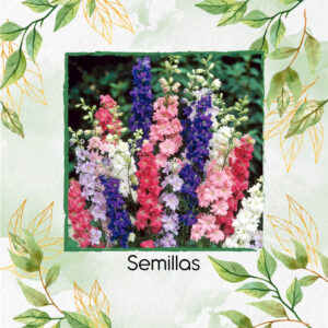 Semillas Orgánicas De Flor Espuela De Caballero Rocket Imperial