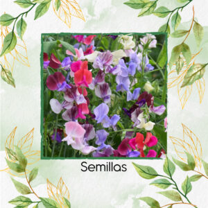 Semillas Orgánicas De Flor Guisantes De Olor Heirloom