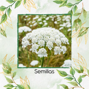 Semillas Orgánicas Flores De Obispo