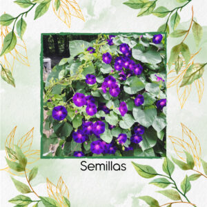 Semillas Orgánicas De Flor Campanilla Violeta