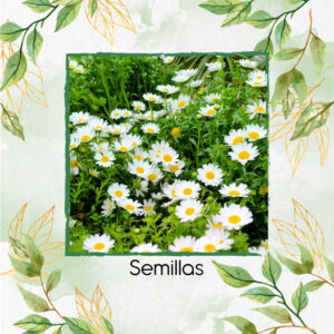 Semillas Orgánicas De Flor Margarita Enana