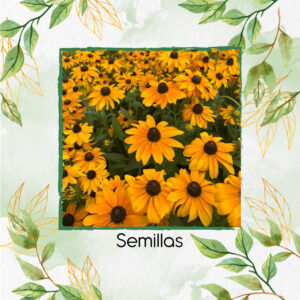 Semillas Orgánicas De Flor Susan De Ojos Negros Marmalade