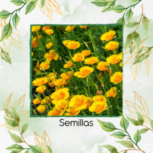 Semillas Orgánicas De Flor Amapola De California Dorada