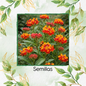 Semillas Orgánicas De Flor De Sangre