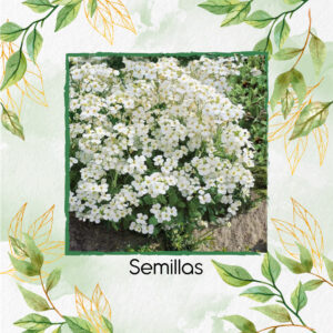 Semillas Orgánicas De Flor Berro Blanco