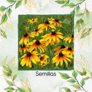 Semillas Orgánicas De Flor Margarita Gloriosa