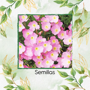 Semillas Orgánicas De Flor Onagra Vistosa