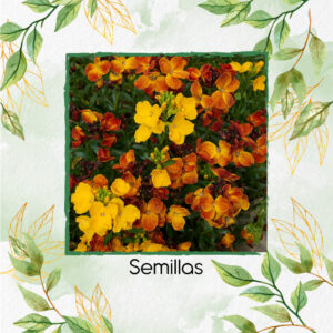 Semillas Orgánicas De Flor Alhelí Inglés