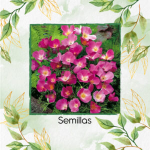 Semillas Orgánicas De Flor Amapola De California Carmine