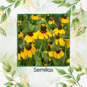 Semillas Orgánicas De Flor Equinácea Abrazadora