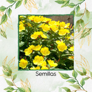 Semillas Orgánicas De Flor Onagra Limón