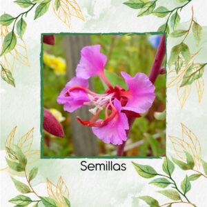 Semillas Orgánicas De Flor Clarkia Elegantes