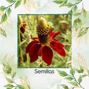 Semillas Orgánicas De Flor Equinácea Roja