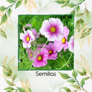 Semillas Orgánicas De Flor Cosmos De Ensueño