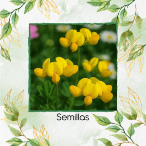 Semillas Orgánicas De Flor Trébol Pata De Pájaro