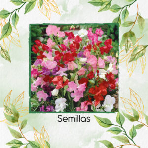 Semillas Orgánicas De Flor Guisantes De Olor Bijou