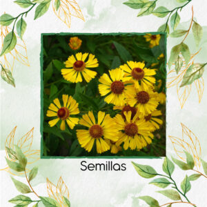 Semillas Orgánicas De Flor Sneeze Otoñal