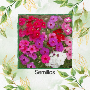 Semillas Orgánicas De Flox Mix