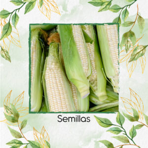 Semillas Orgánicas De Maíz Dulce Stowells Evergreen