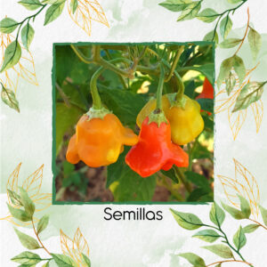 Semillas Orgánicas De Ají Cambuchi