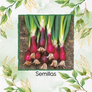 Semillas Orgánicas De Cebolla Larga Morada Crimson Forest