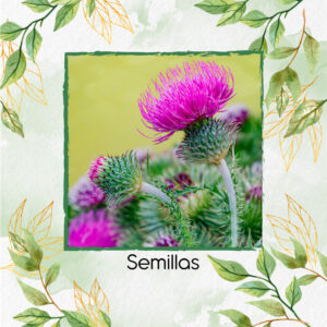 Semillas Orgánicas De Cardo Mariano