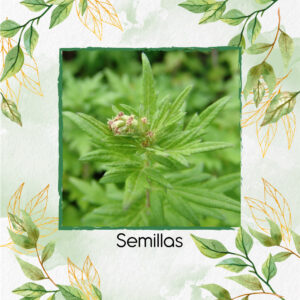 Semillas Orgánicas De Artemisa
