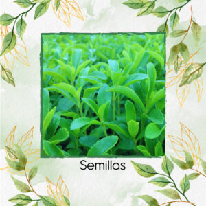 Semillas Orgánicas De Stevia