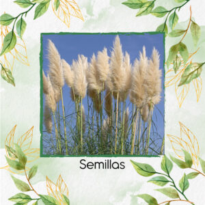 Semillas Orgánicas De Pampa Cortaderia Selloana Blanca