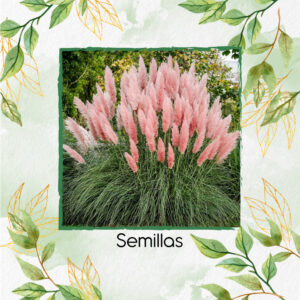 Semillas Orgánicas De Pampa Cortaderia Selloana Rosa