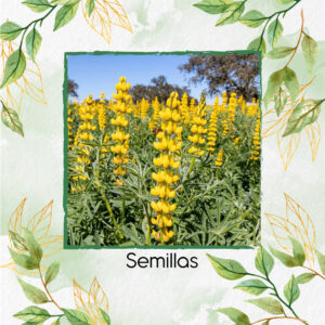 Semillas Orgánicas De Flor Lupino Densiflorus Amarillo