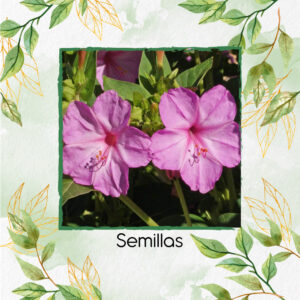 Semillas Orgánicas De Flor Maravilla Del Perú Rosa