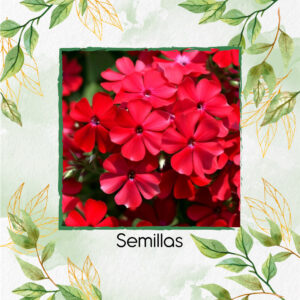 Semillas Orgánicas De Flor Phlox Drummond Roja
