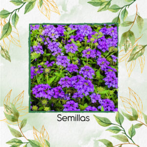 Semillas Orgánicas De Flor Verbena Morada
