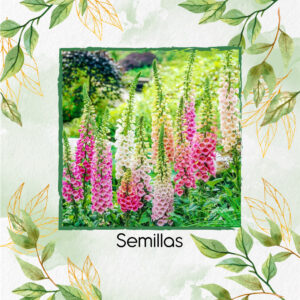 Semillas Orgánicas De Flor Dedalera