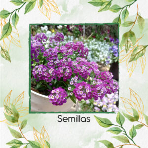 Semillas Orgánicas De Flor Aliso Royal Carpet